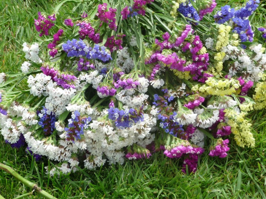 Статица Крымская