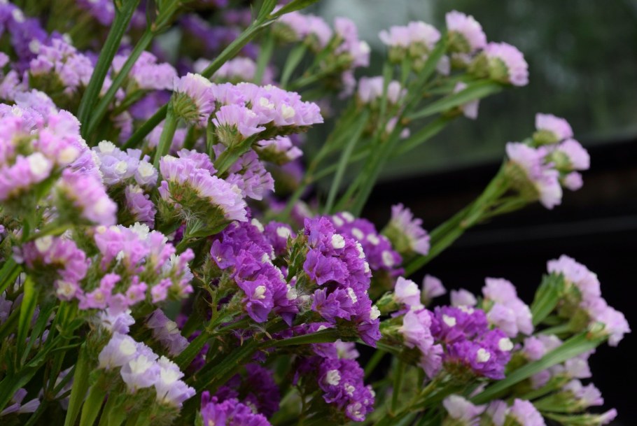 Цветы статице кермек