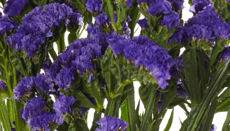 Цветы статице кермек