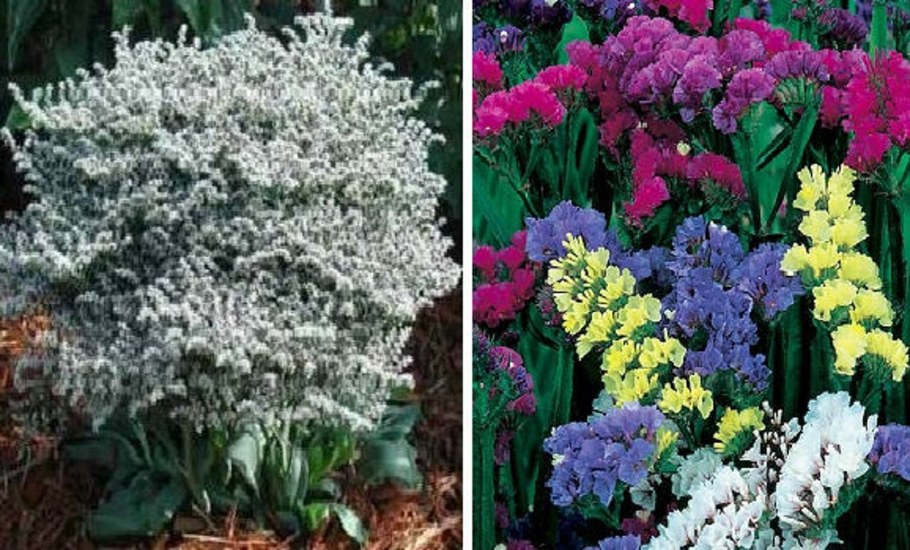 Цветок статица Суприм голубая