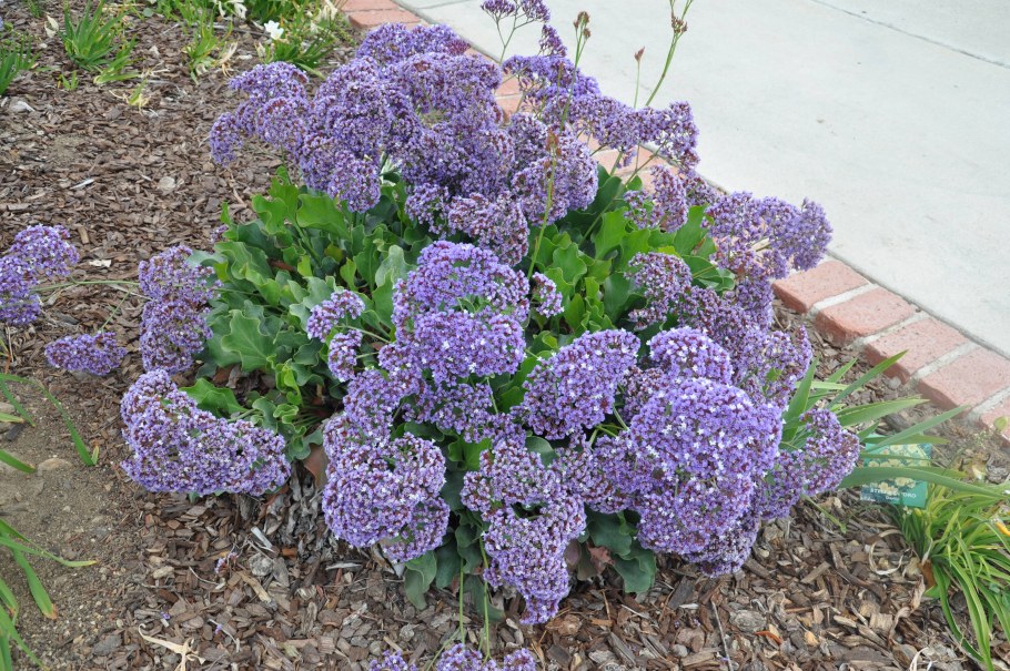 Статица Суприм куст