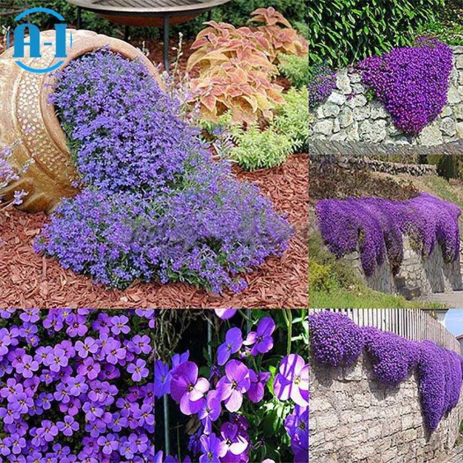 Орбиетапурпурный каска