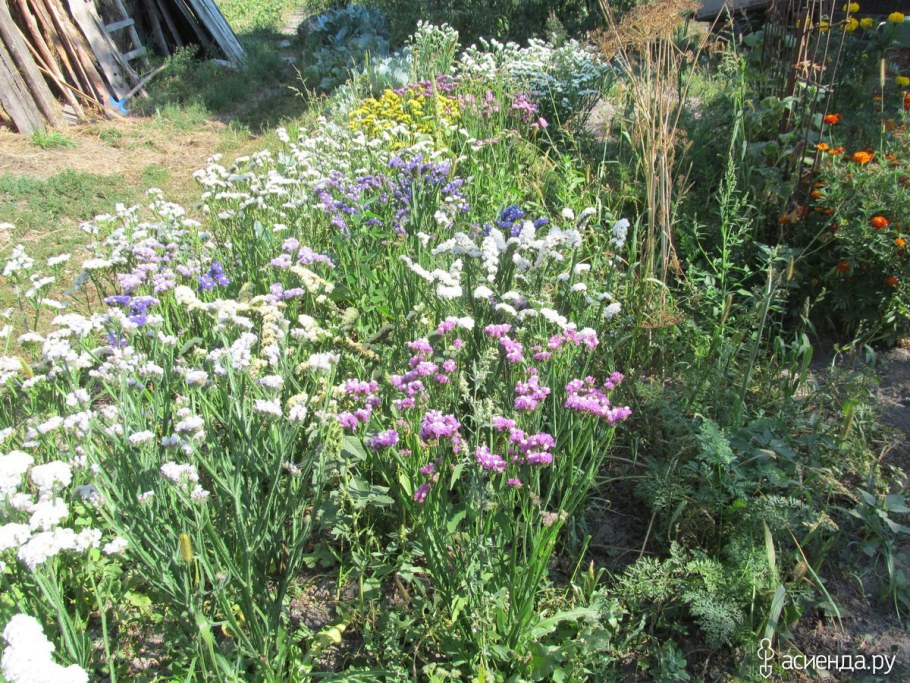 Статица цветы на клумбе
