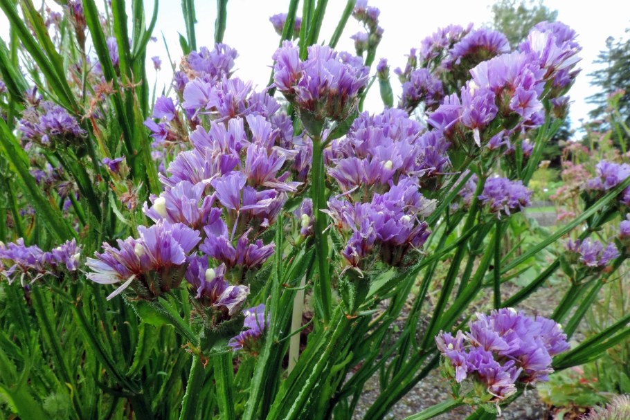 Кермек (Limonium)