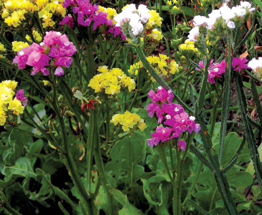 Статица цветы