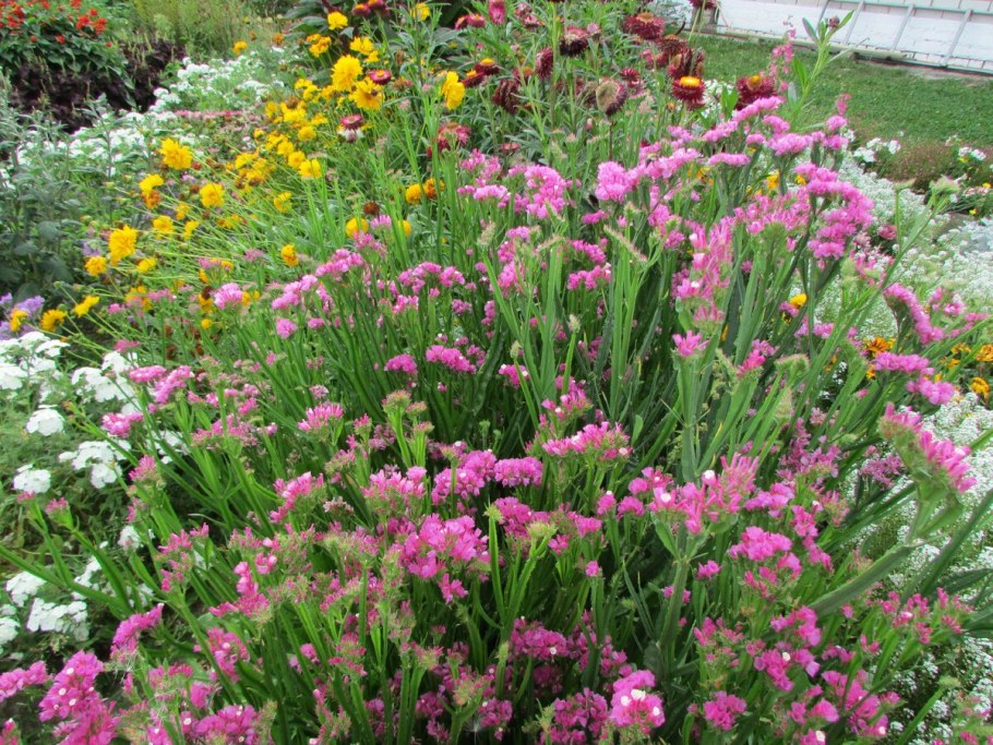 Лимониум малиновое Парфе