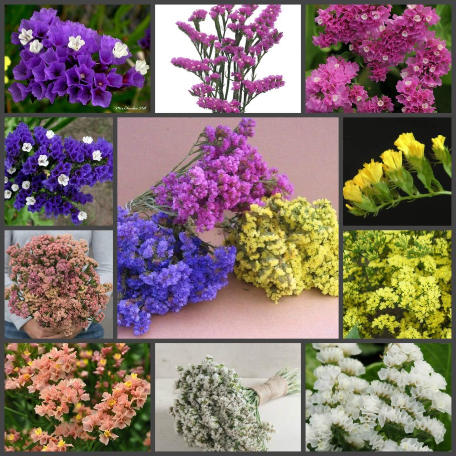 Статица Суприм голубая на клумбе