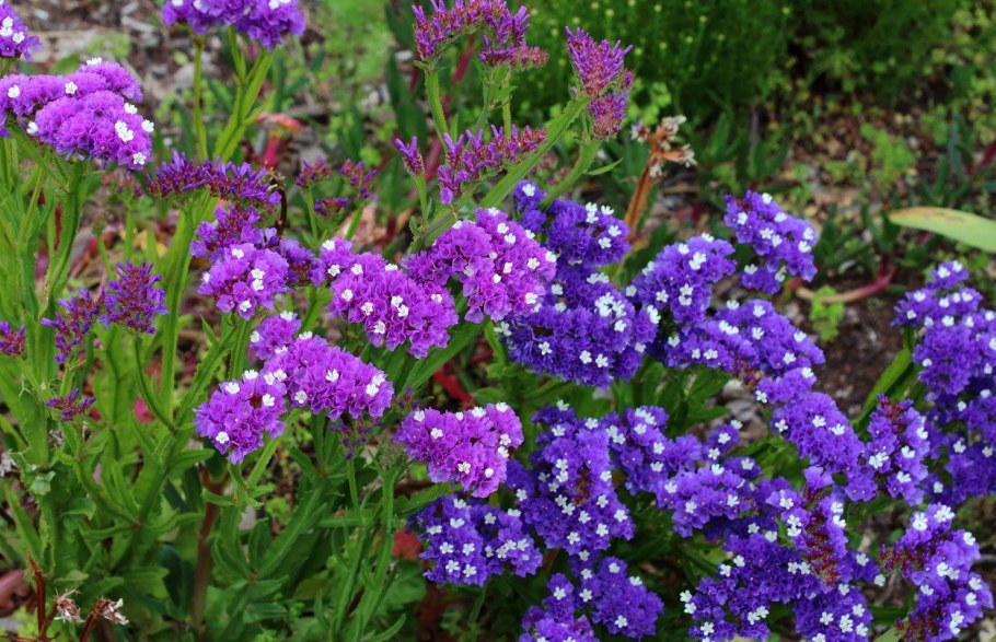 Статице (кермек).