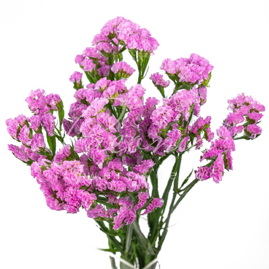 Статица Суприм розовая