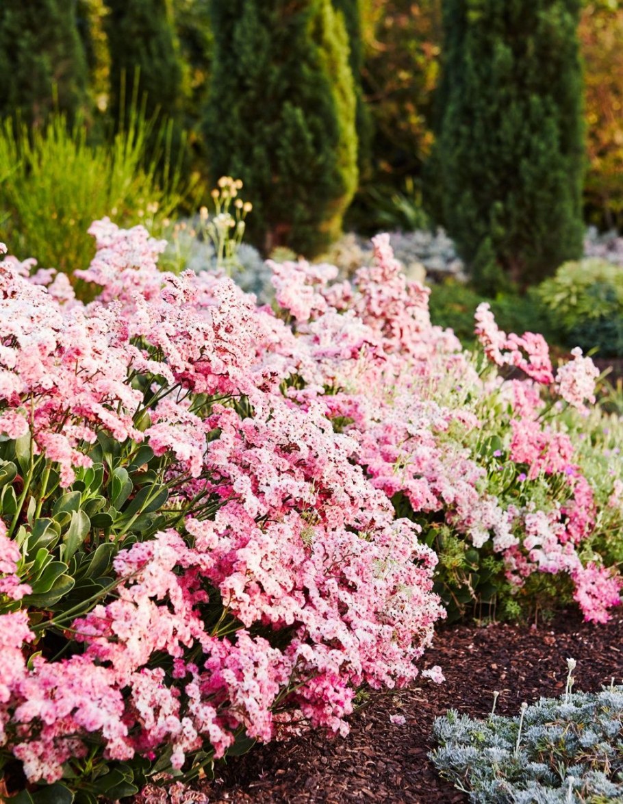 Станица Суприм розовая