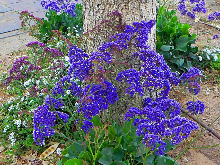 Лимониум Борнтальский