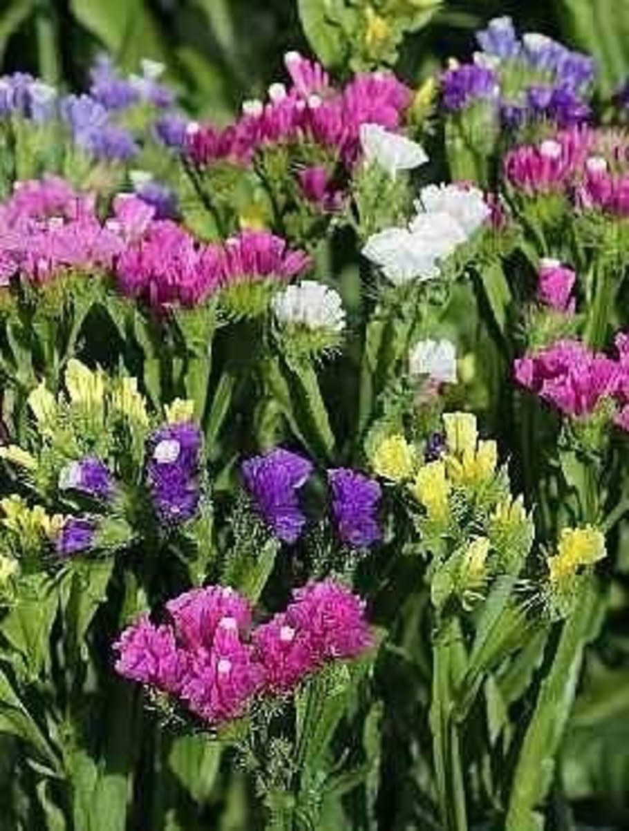 Цветы лимониум (статице)