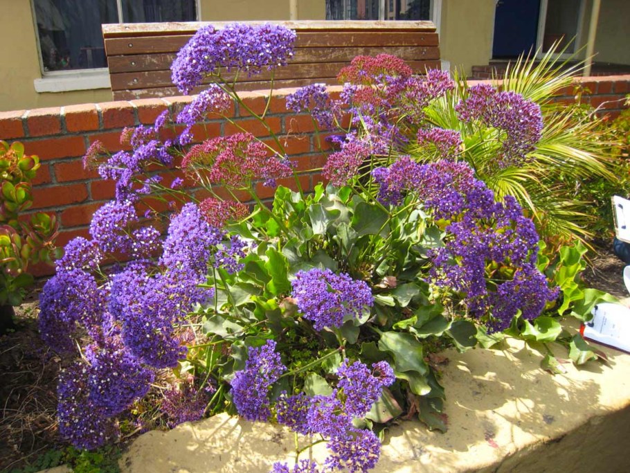 Цветы статице кермек