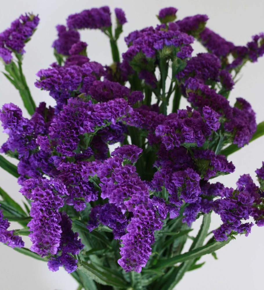 Статица Пурпл