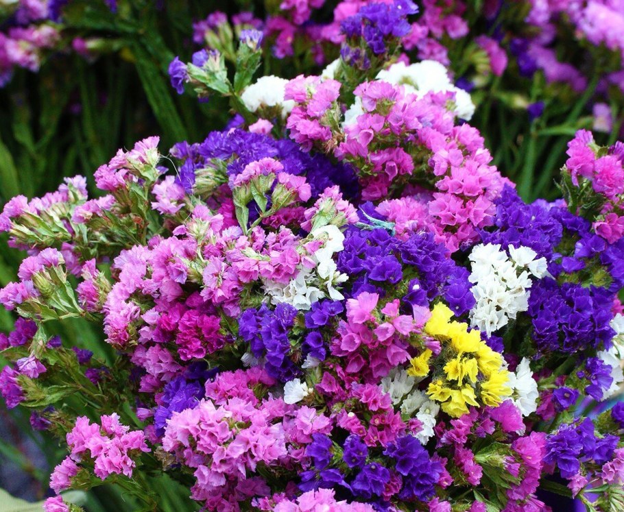 Статица Пурпл