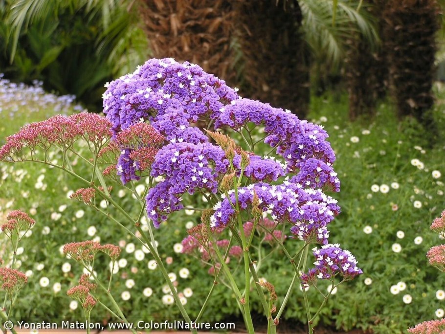 Статица Суприм голубая на клумбе