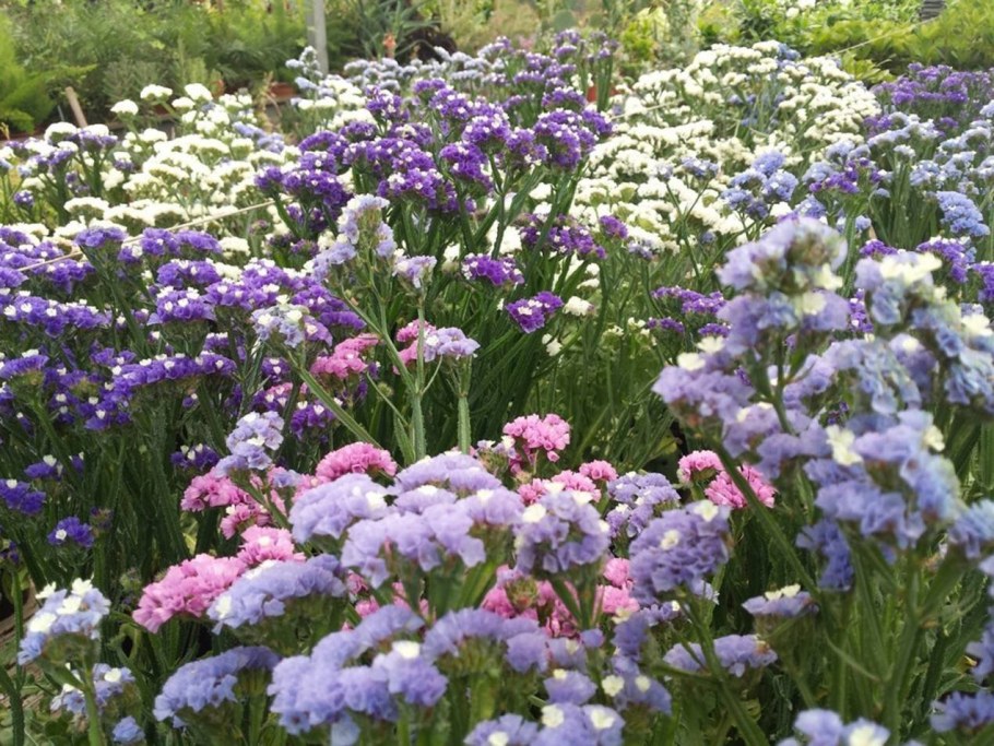 Статица многолетки