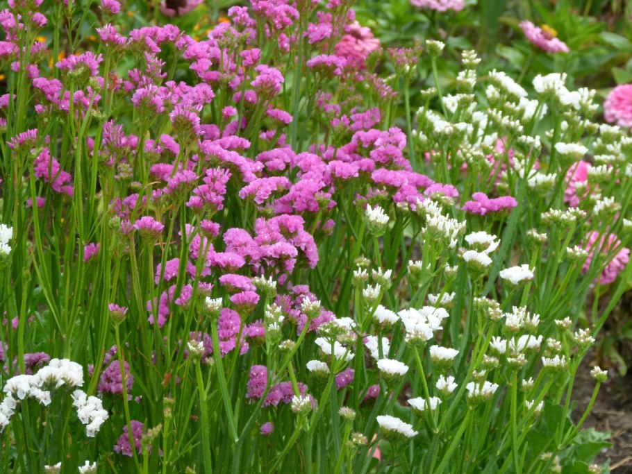 Статица цветы