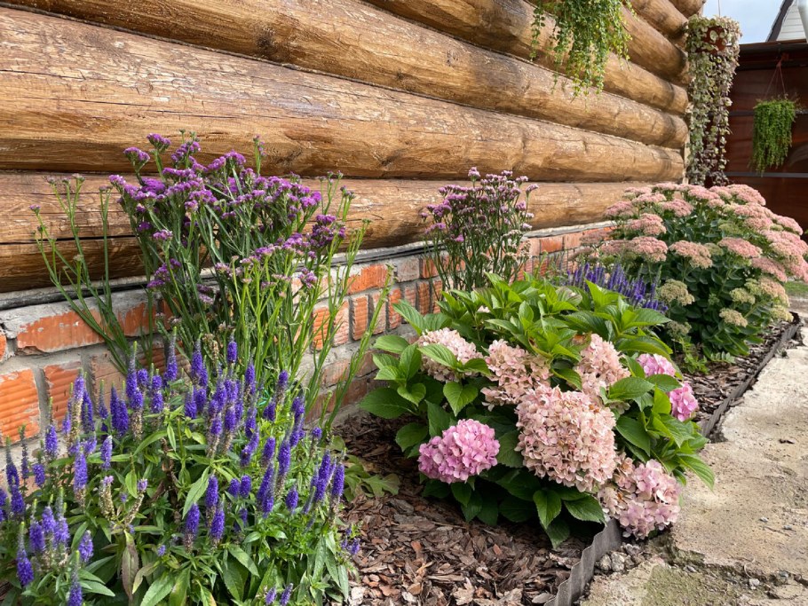 Мордовник в миксбордере