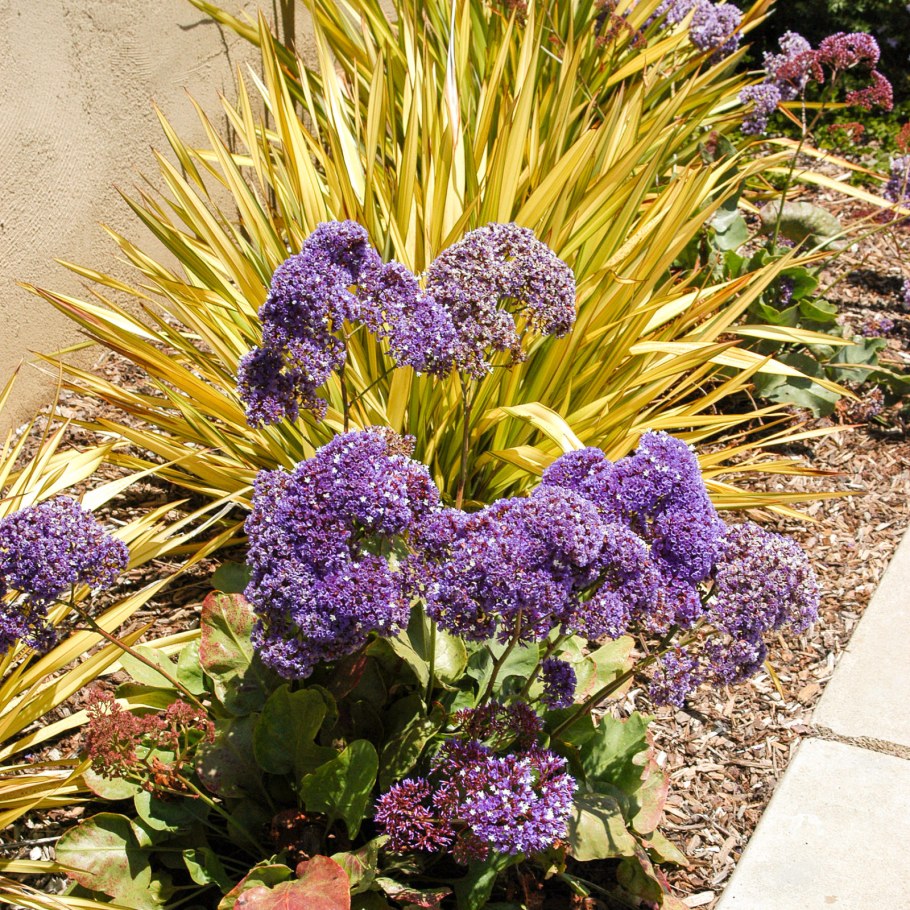 Лимониум Борнтальский смесь