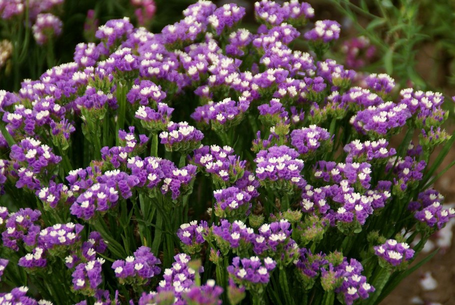 Статица Суприм голубая