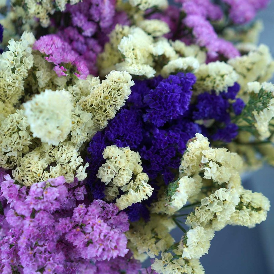 Цветы статице кермек