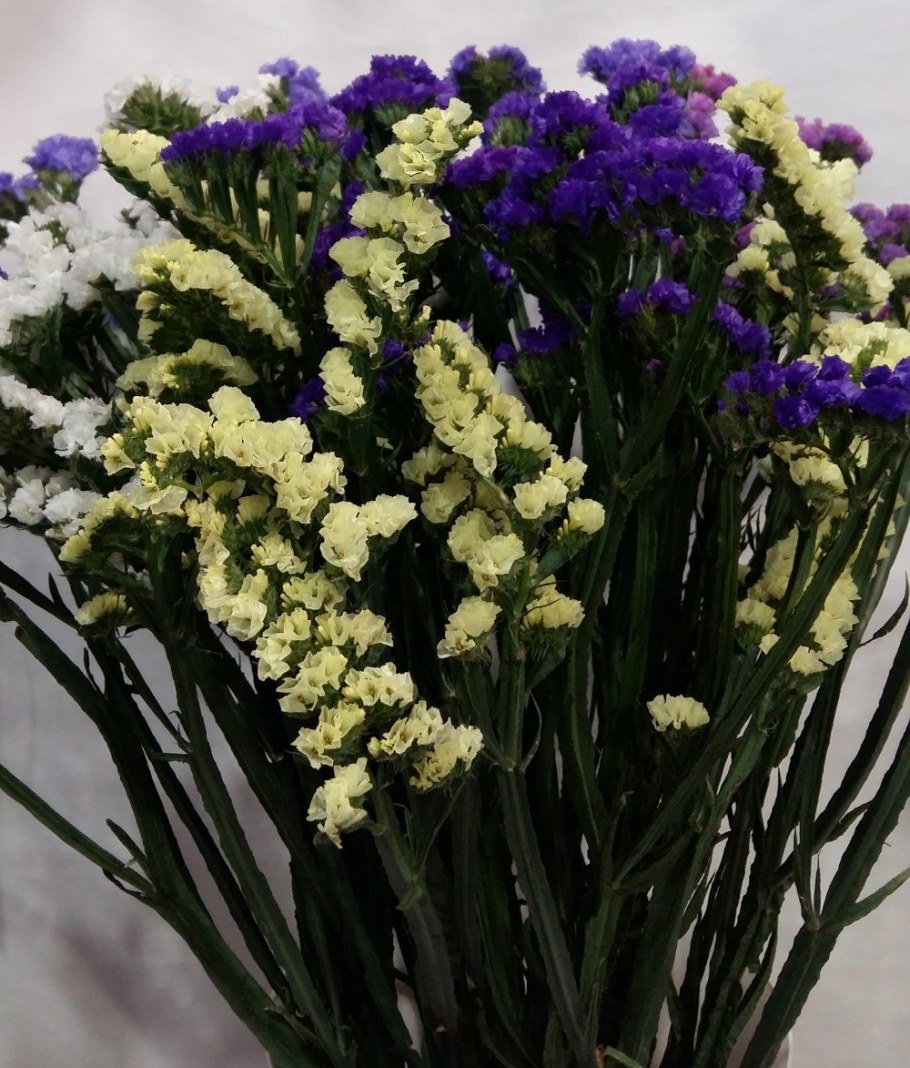 Статица Суприм сухоцвет