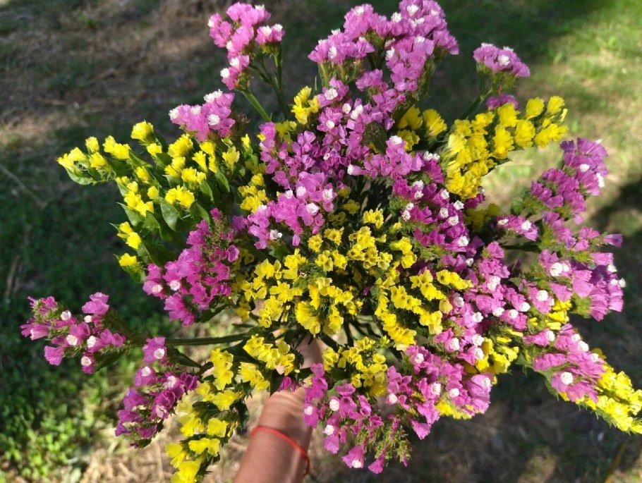 Цветы статице кермек