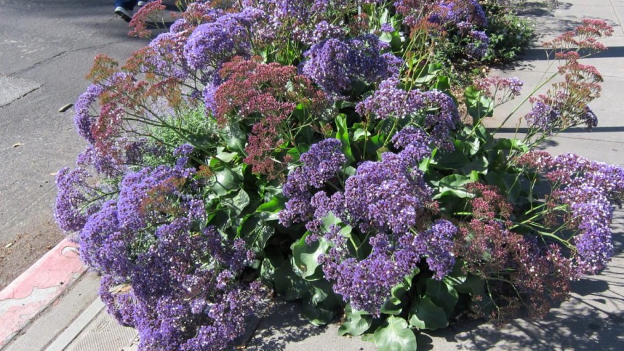 Статица (лимониум)