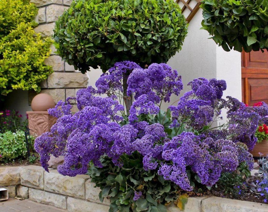 Статица Суприм голубая