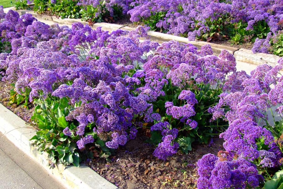 Кермек лимониум