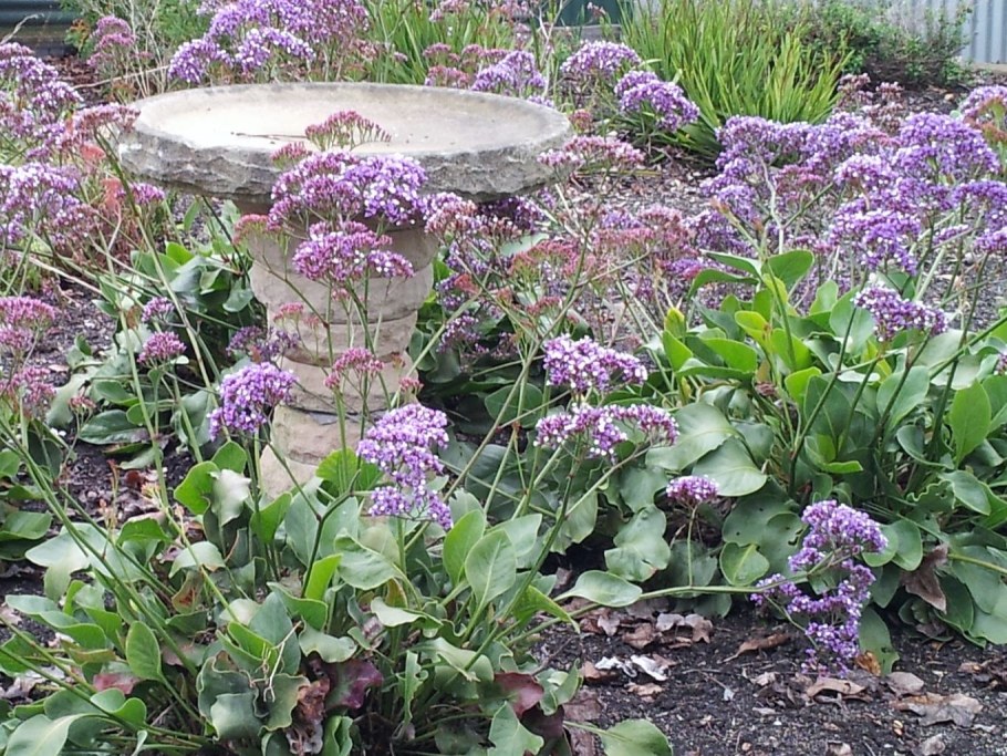 Кермек статица в ландшафтном