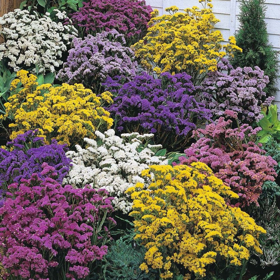 Статица (Limonium)