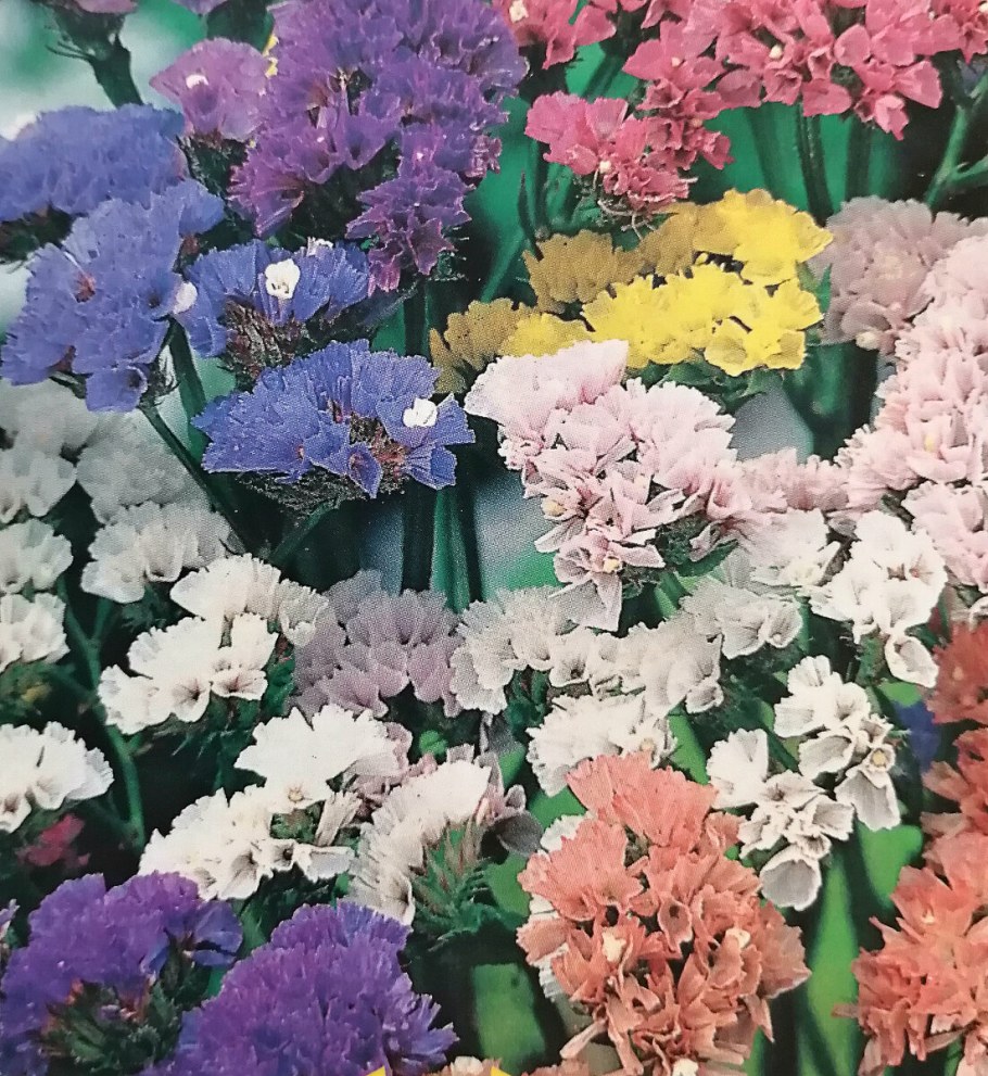 Статице (кермек).