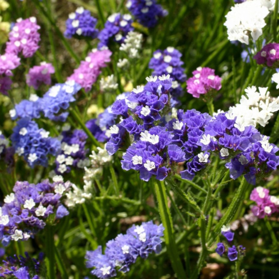 Статица Суприм голубая