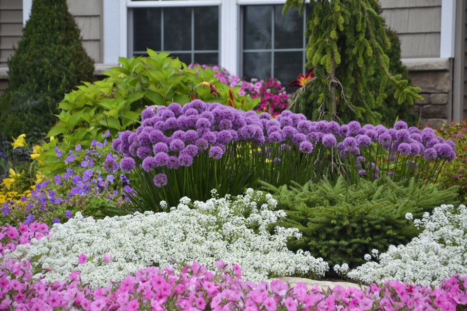 Лаванда на рабатке