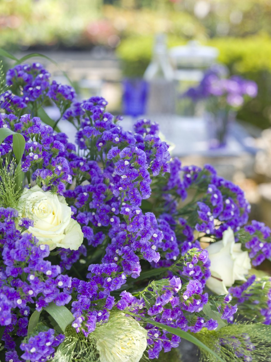 Статица (лимониум)