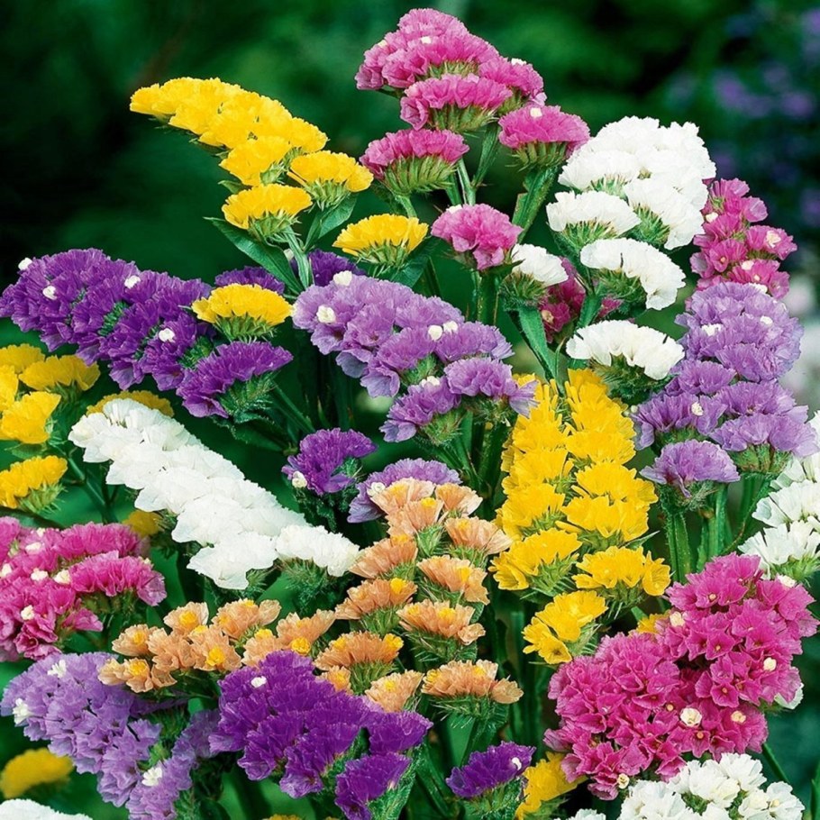 Статица цветы