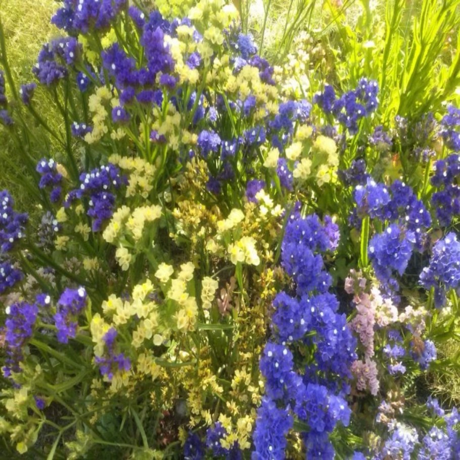 Статица фото на клумбе