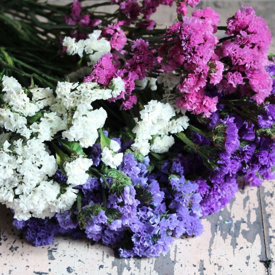 Алиссум и статица