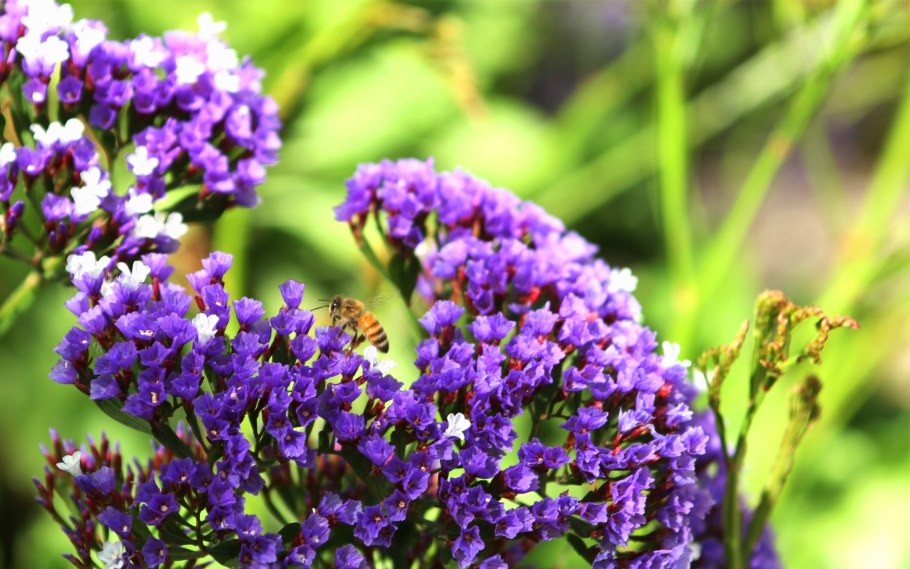 Кермек выемчатый статице