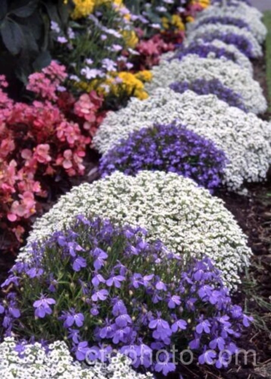 Алиссум и лобелия