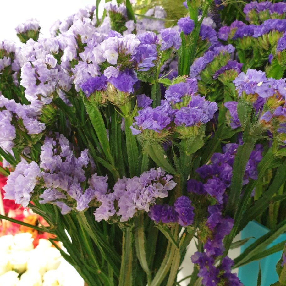 Статица цветы