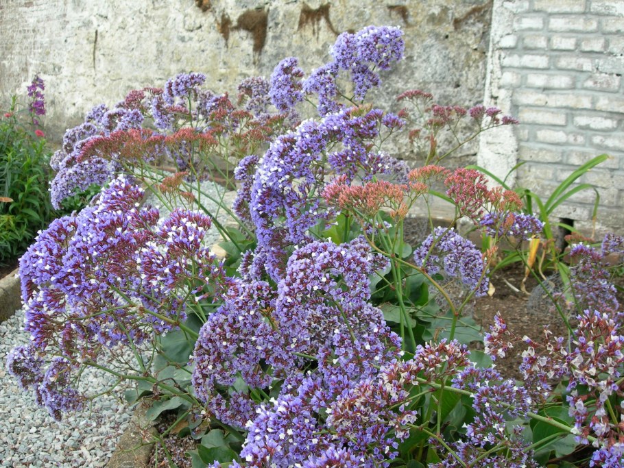 Статица Суприм голубая на клумбе