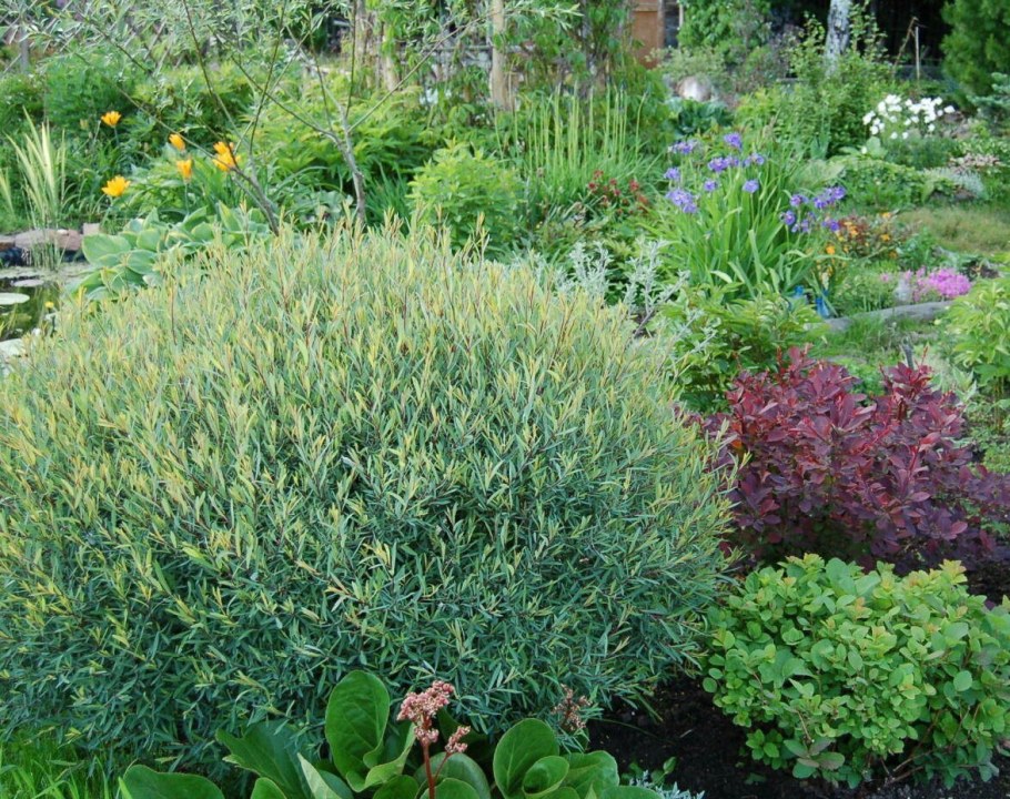 Ива пурпурная Nana (Нана)