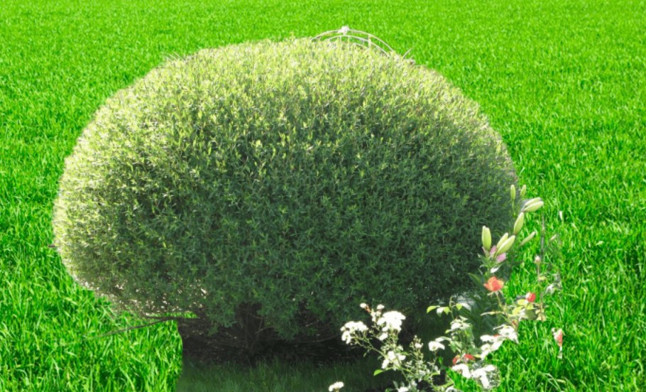 Ива шаровидная пурпурная Нана