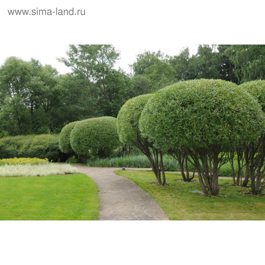 Ива шаровидная Нана