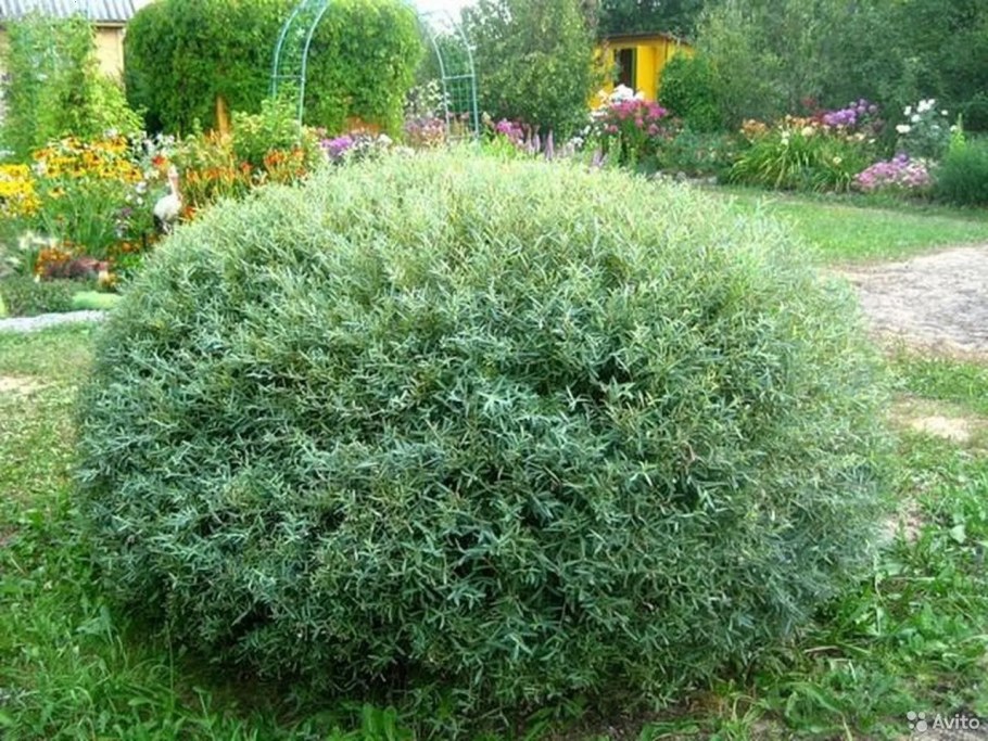 Ива пурпурная Грацилис