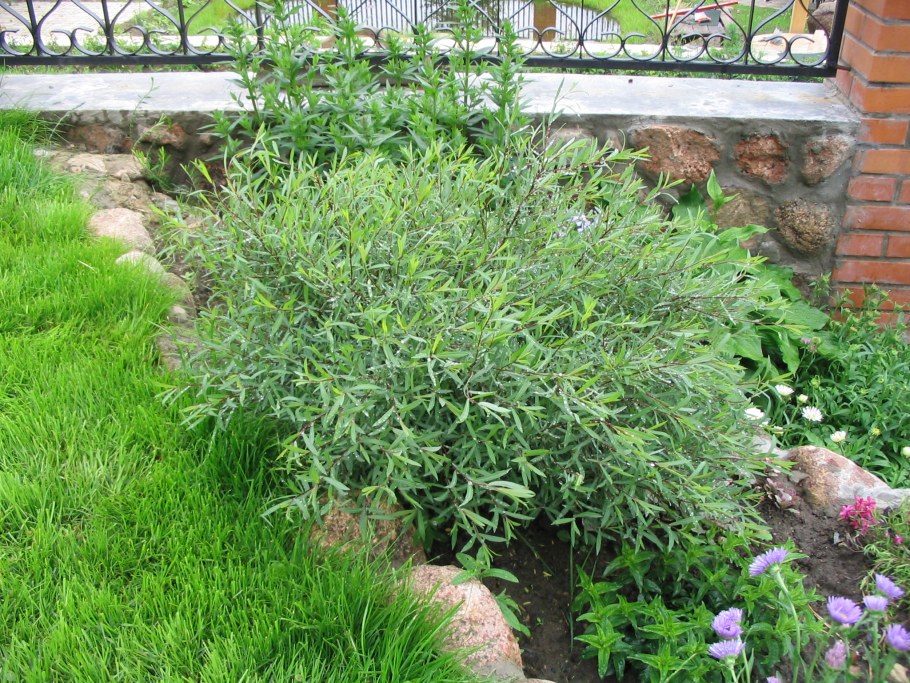 Ива шаровидная пурпурная Нана