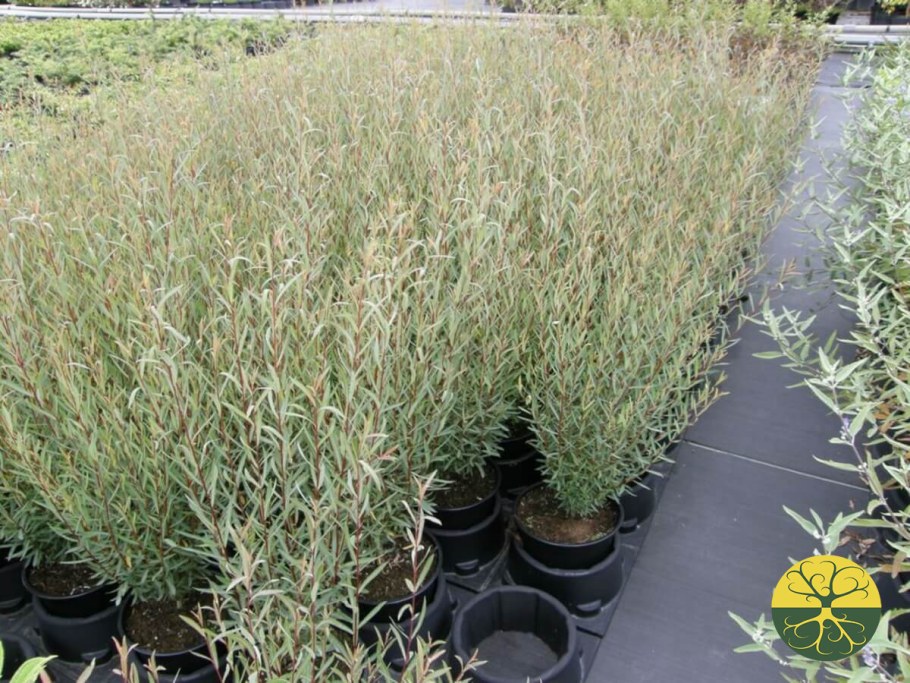 Ива пурпурная Нана